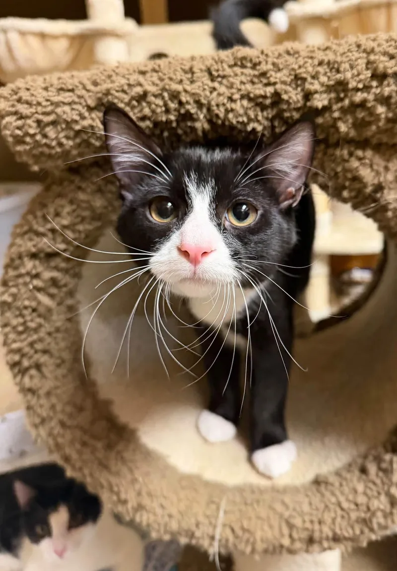 A baby medium-sized male Domestic Short Hair cat named Ozzy Osbourne for adoption in Crystal Lake, IL