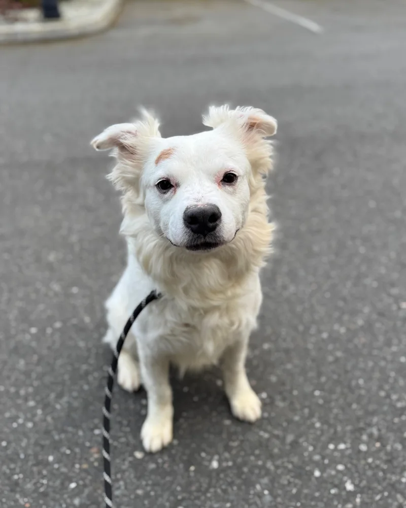 An adult medium-sized male White / Cream Australian Shepherd dog named Kiko for adoption in lynnwood , WA