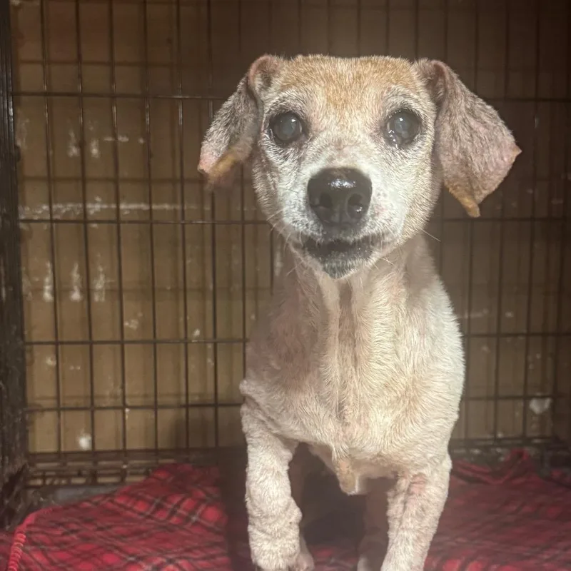 An adult small-sized female Red / Chestnut / Orange Dachshund dog named Gabby for adoption in Anahuac, TX
