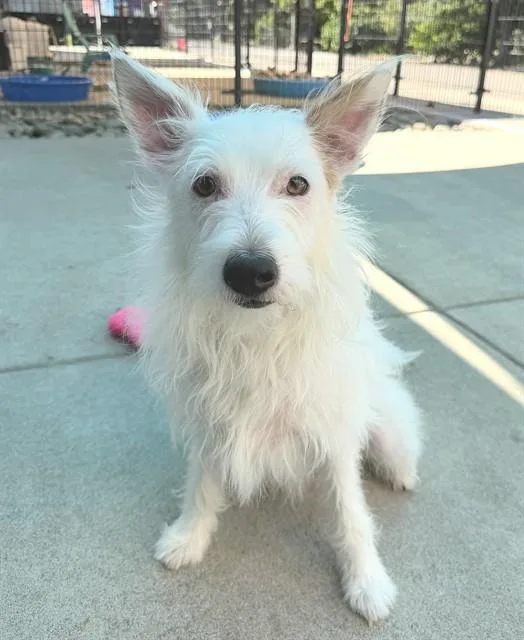 An adult medium-sized female Cairn Terrier dog named Prada for adoption in Sacramento, CA