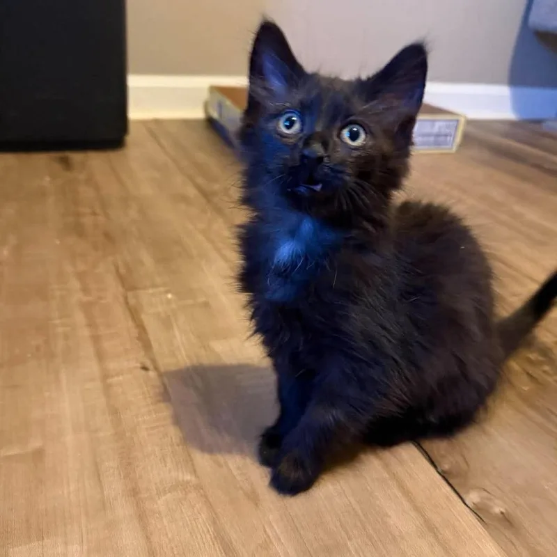 A baby small-sized female Domestic Long Hair cat named Chamomile for adoption in Jarrettsville, MD