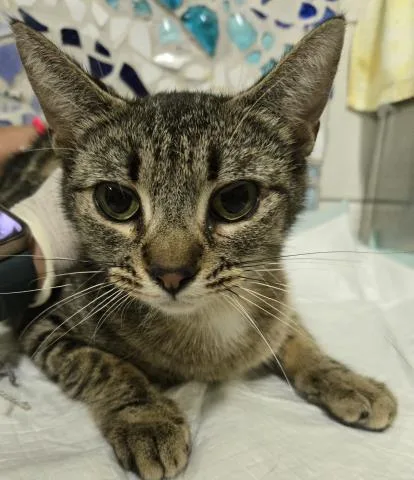 A young medium-sized female Domestic Short Hair cat named Esme for adoption in Pensacola, FL