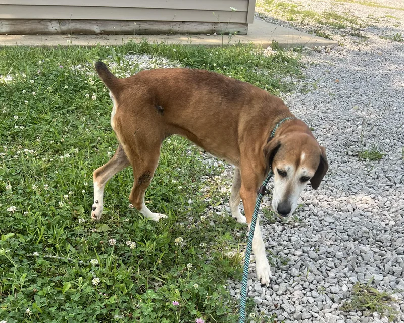 An adult medium-sized female Mixed Breed dog named Jodi for adoption in Ashland, OH