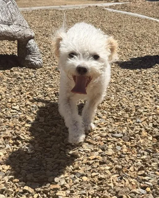 Penelope