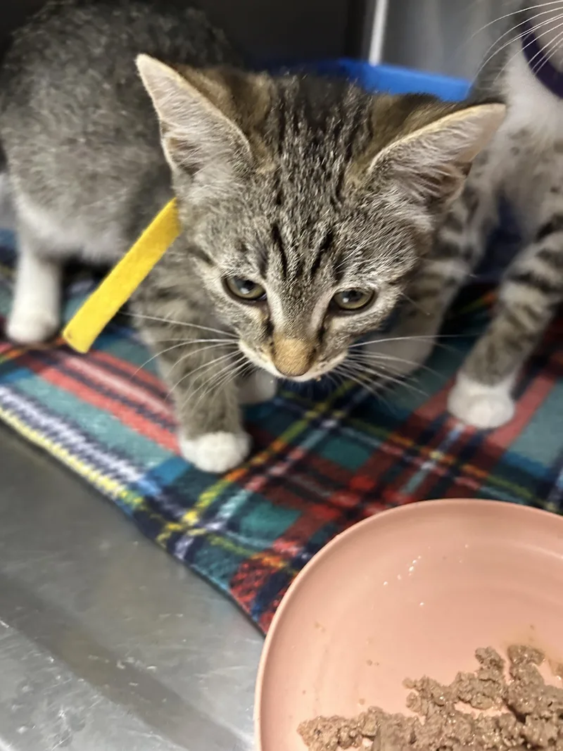 A baby small-sized female Domestic Short Hair cat named Leia for adoption in Chico, CA