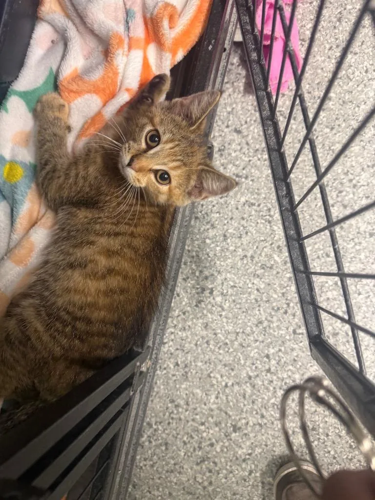 A baby small-sized female Domestic Short Hair cat named Slice for adoption in Auburn, IN