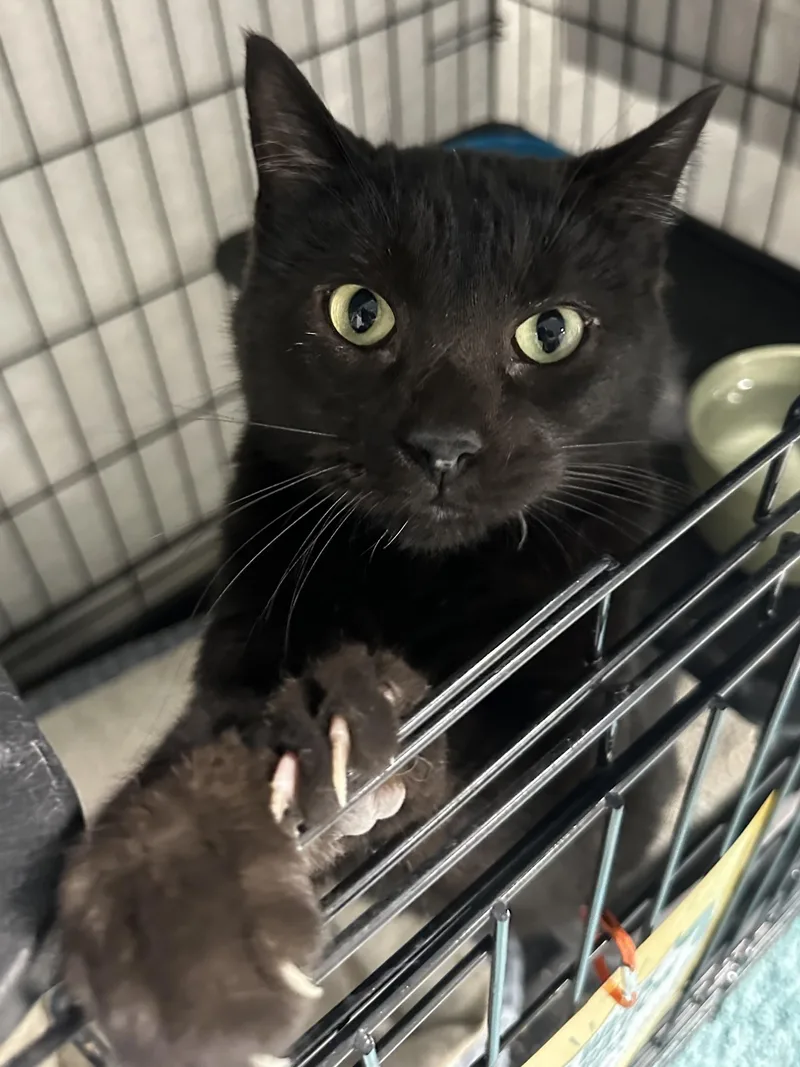 An adult medium-sized male Domestic Short Hair cat named Mr. Mistoffelees for adoption in Webster City, IA