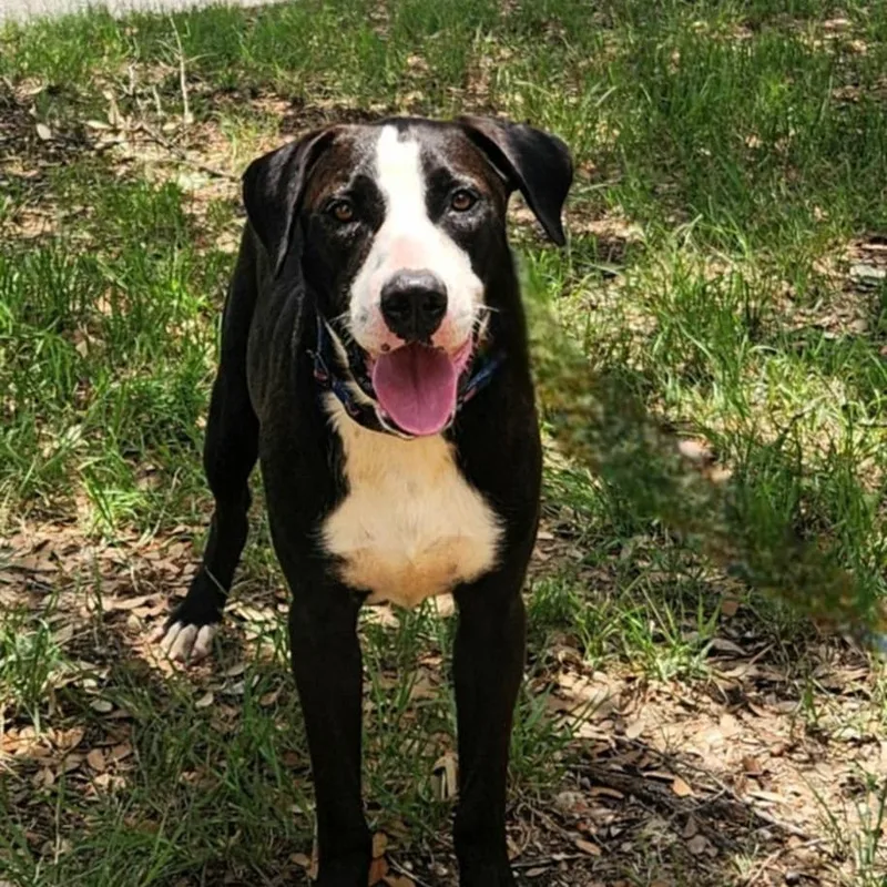 Frijoles Aka Bean Jum thumbnail 2