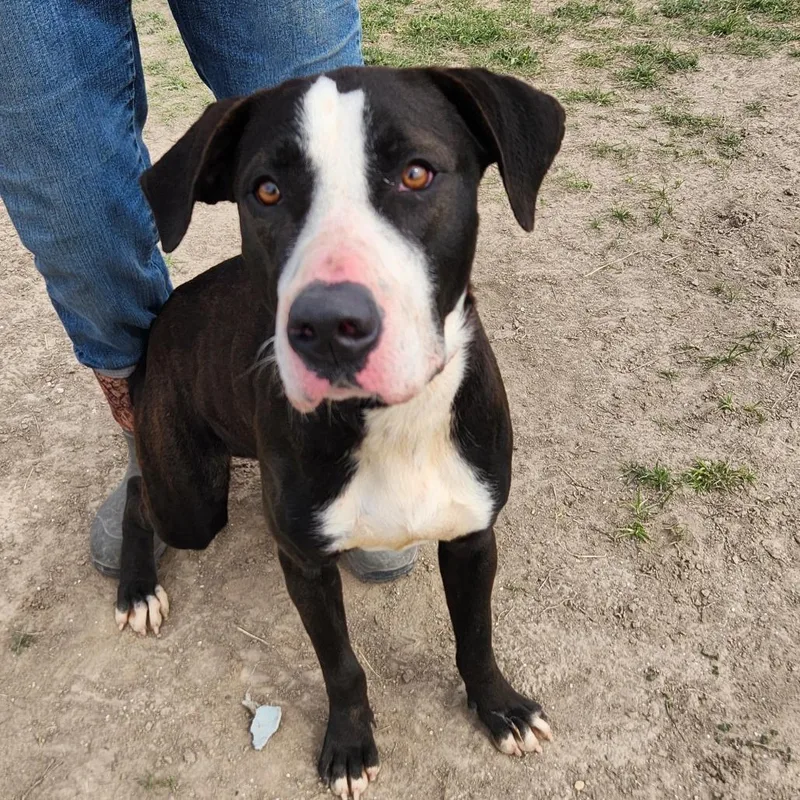 Frijoles Aka Bean Jum thumbnail 4