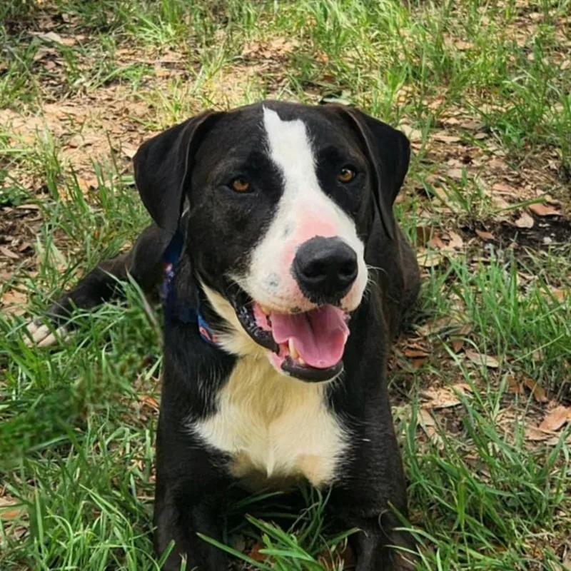 Frijoles Aka Bean Jum