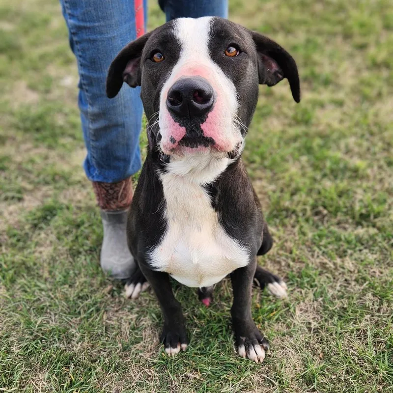 Frijoles Aka Bean Jum thumbnail 6