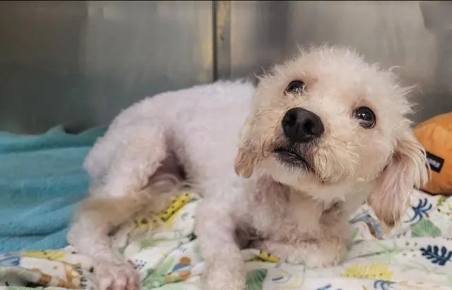 An adult small-sized male Poodle dog named Sami for adoption in Moreno Valley, CA