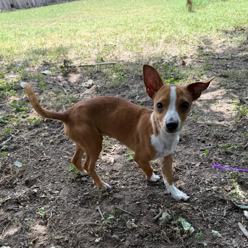 A baby small-sized male Yellow / Tan / Blond / Fawn Rat Terrier dog named Firecracker for adoption in Bastrop, TX