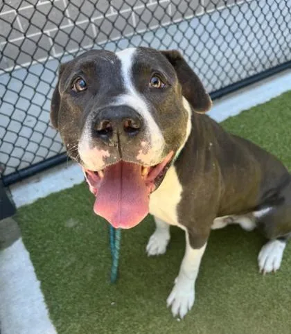 An adult large-sized male Pit Bull Terrier dog named Brogg for adoption in Atlanta, GA