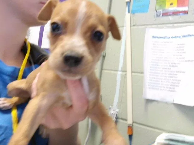 A baby small-sized female Pit Bull Terrier dog named Lucky Charms for adoption in Tulsa, OK