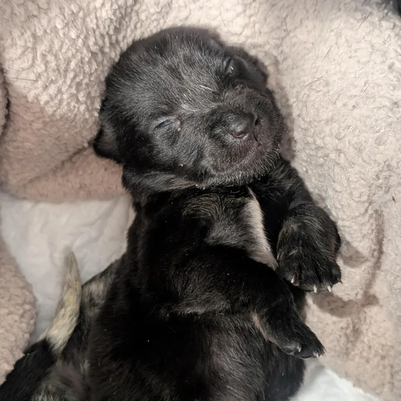 A baby small-sized female Black Australian Cattle Dog / Blue Heeler named Coal for adoption in Sand Springs, OK