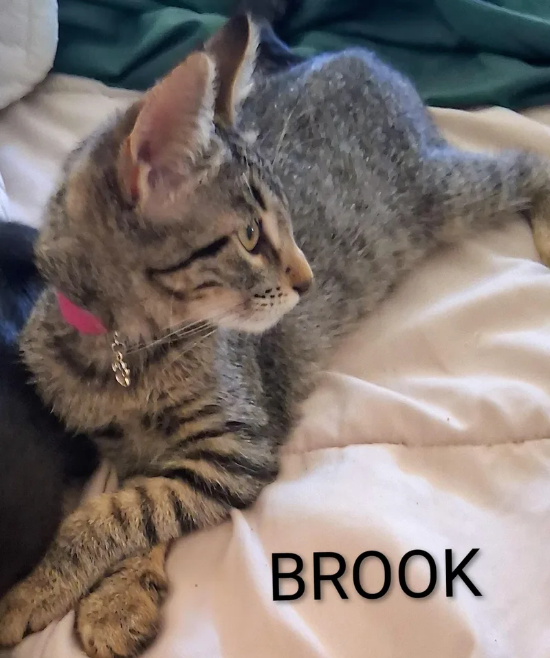 A baby medium-sized female Tabby (Brown / Chocolate) Domestic Short Hair cat named Brook for adoption in Hawthorne, CA