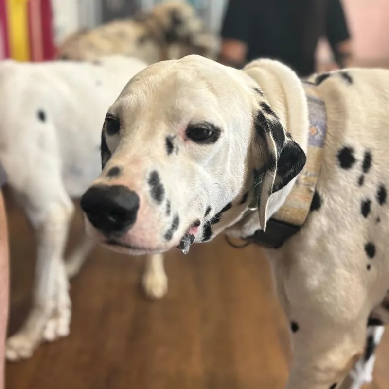 An adult large-sized male White / Cream Dalmatian dog named Trouble for adoption in Port Richey, FL