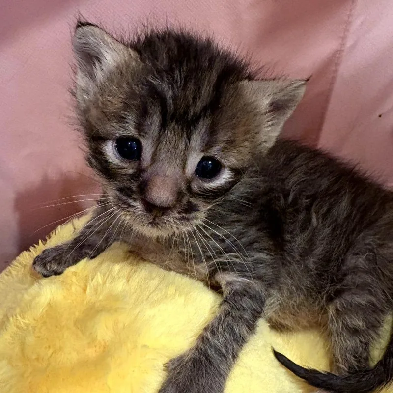 A baby small-sized female Brown / Chocolate Domestic Short Hair cat named Jigglypuff for adoption in Long Beach, CA