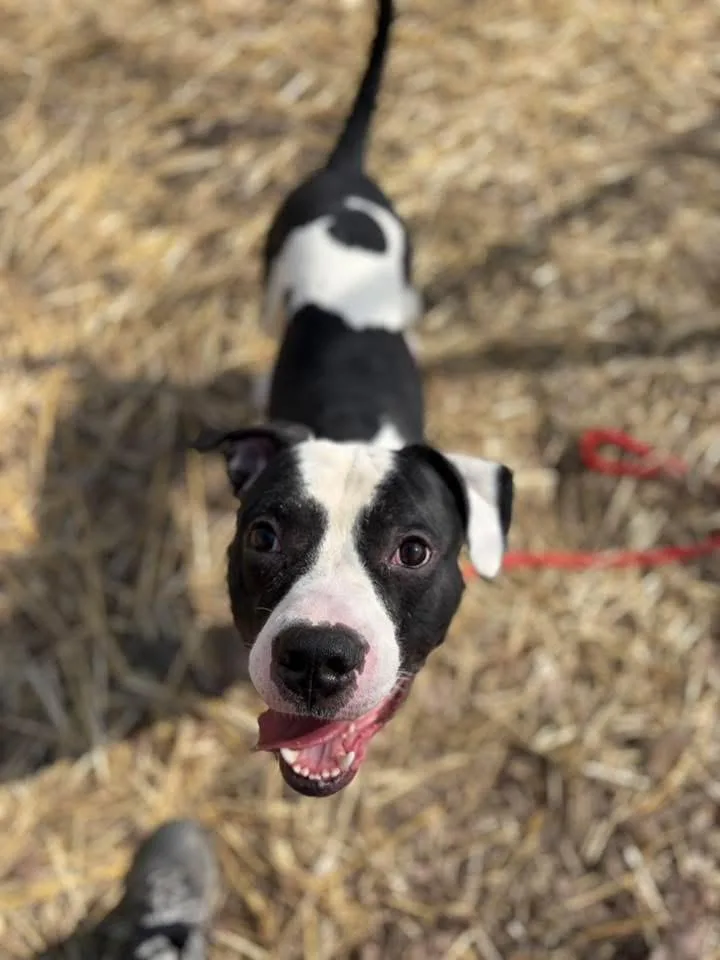 Handsome thumbnail 2