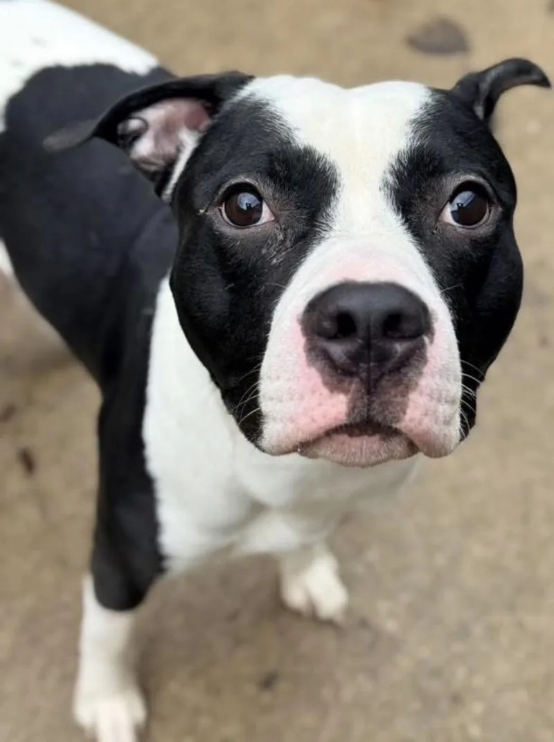 Handsome thumbnail 3