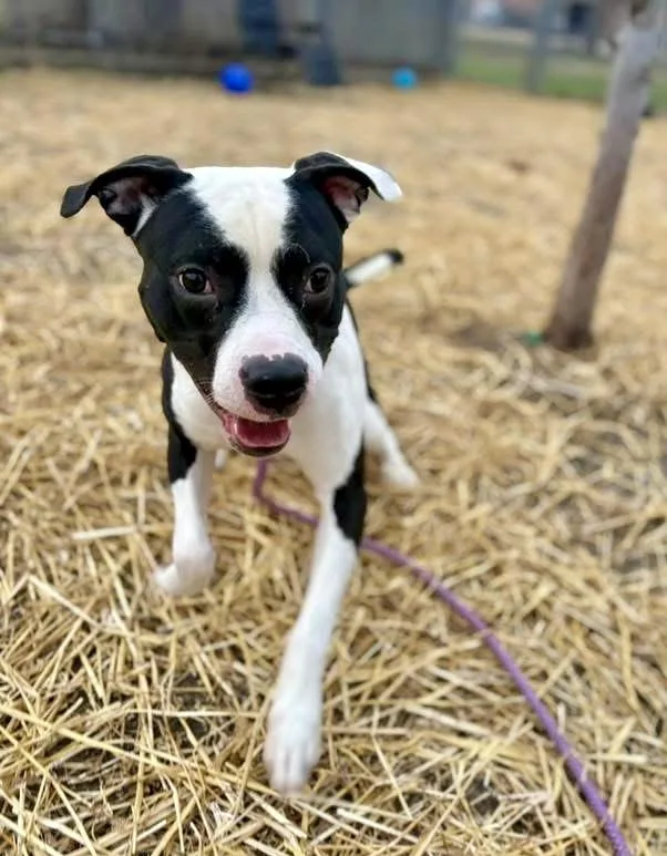 Handsome thumbnail 4