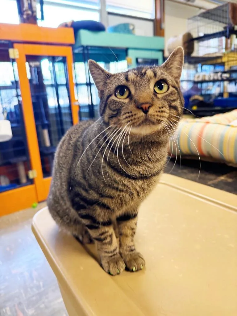 A young medium-sized male Domestic Short Hair cat named Meowy for adoption in Effingham, IL