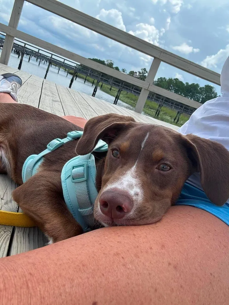 A baby medium-sized male Hound dog named Wells for adoption in Carmel, NY