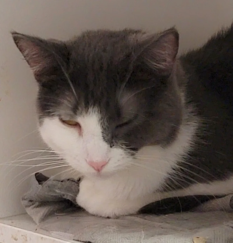 Dolphina thumbnail 2