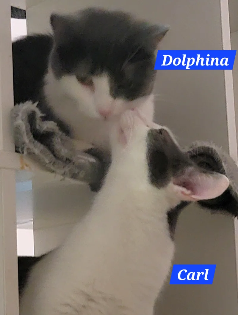 Dolphina thumbnail 3