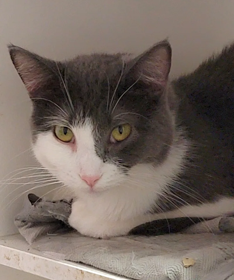 Dolphina thumbnail 4