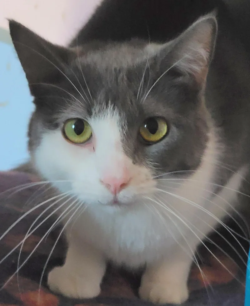 Dolphina thumbnail 5