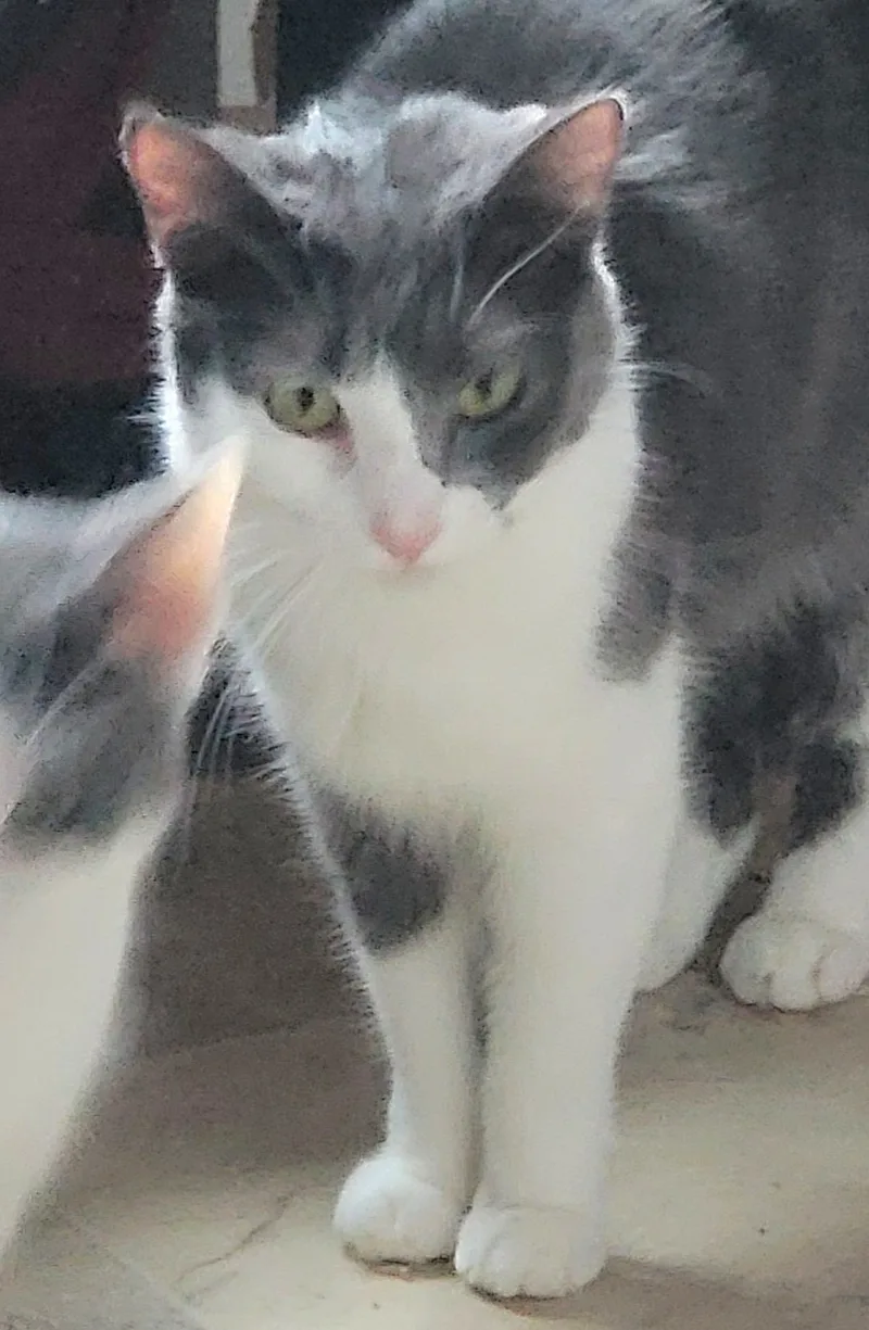 Dolphina thumbnail 6