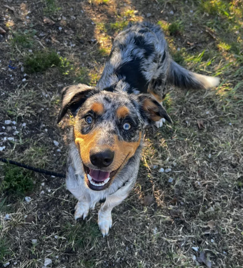 A young medium-sized male Australian Shepherd dog named Scout aka Sarge for adoption in Lexington, KY