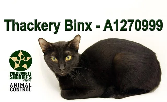 A young medium-sized male Domestic Short Hair cat named Thackery Binx for adoption in Winter Haven, FL