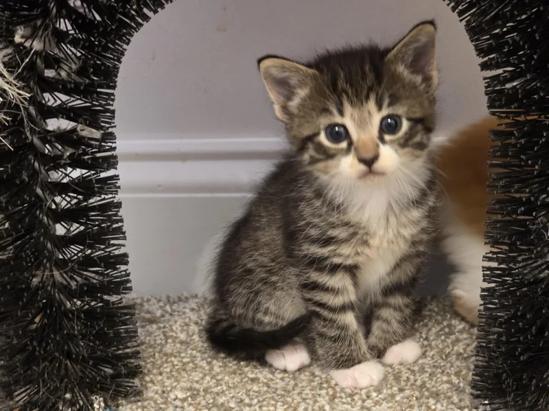 A baby medium-sized male Tabby (Gray / Blue / Silver) Domestic Short Hair cat named Mushroom for adoption in Manchester, CT