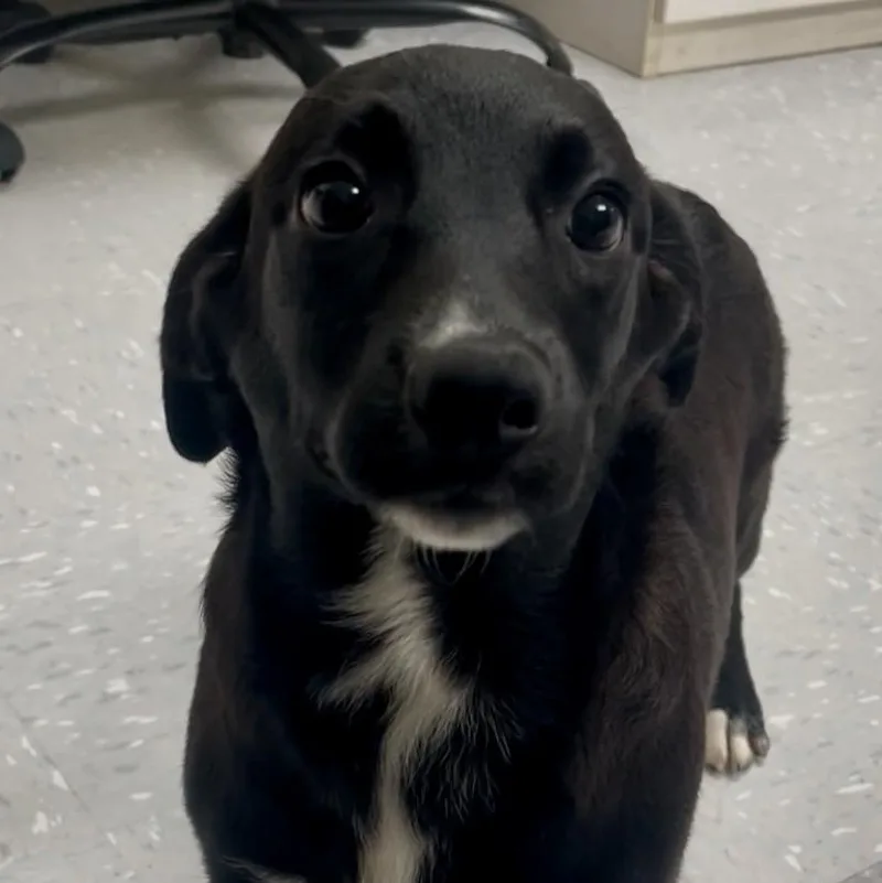 A baby medium-sized female Labradoodle dog named Morgana for adoption in New Philadelphia, OH
