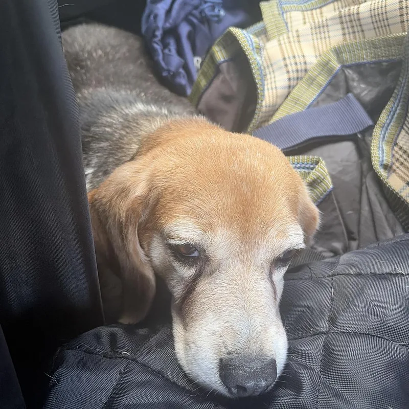 A senior medium-sized female Gray / Blue / Silver Beagle dog named Toaster Oven for adoption in Greensboro, NC
