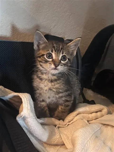 A baby medium-sized male Domestic Short Hair cat named Morgan for adoption in Dallas, TX