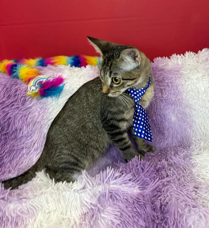 A baby medium-sized male Domestic Short Hair cat named Bartholomew for adoption in Margate, FL