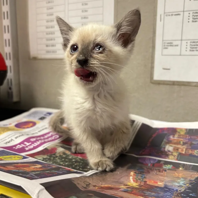 A baby small-sized female Seal Point Domestic Short Hair cat named Mochi for adoption in Yuma, AZ