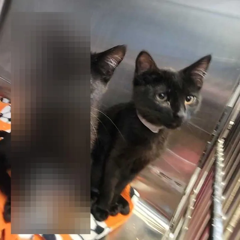A baby small-sized male Black Domestic Short Hair cat named Pati for adoption in Davenport, IA
