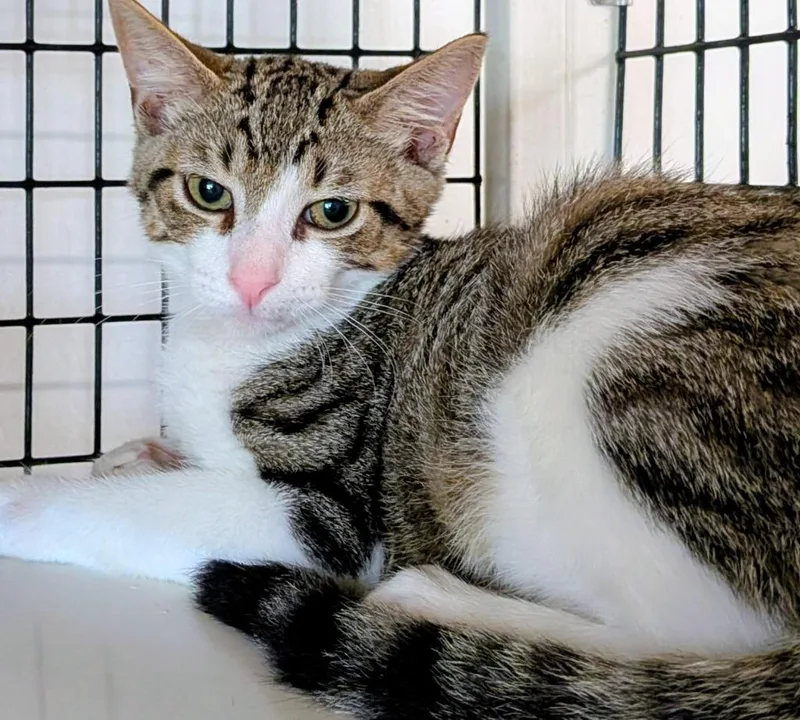 A baby small-sized male Domestic Short Hair cat named Blaze for adoption in St. Augustine, FL