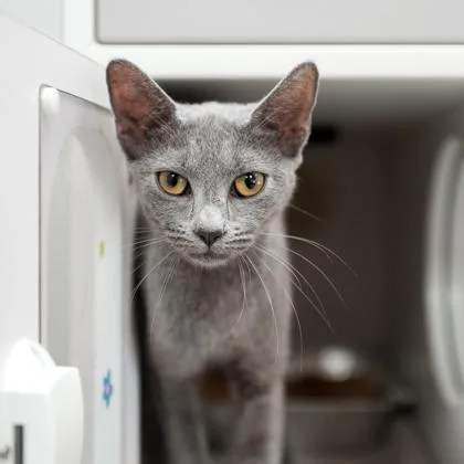 An adult small-sized female Gray / Blue / Silver Domestic Short Hair cat named Scruff for adoption in Atlanta, GA