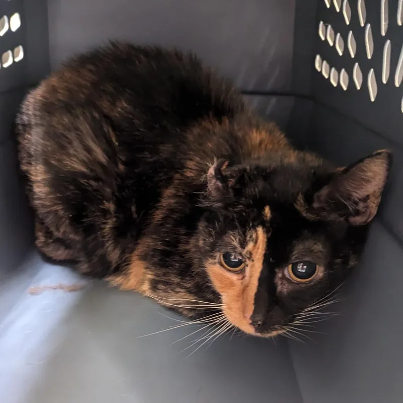 A senior medium-sized female Tortoiseshell Domestic Short Hair cat named Two Face for adoption in Charlottesville, VA