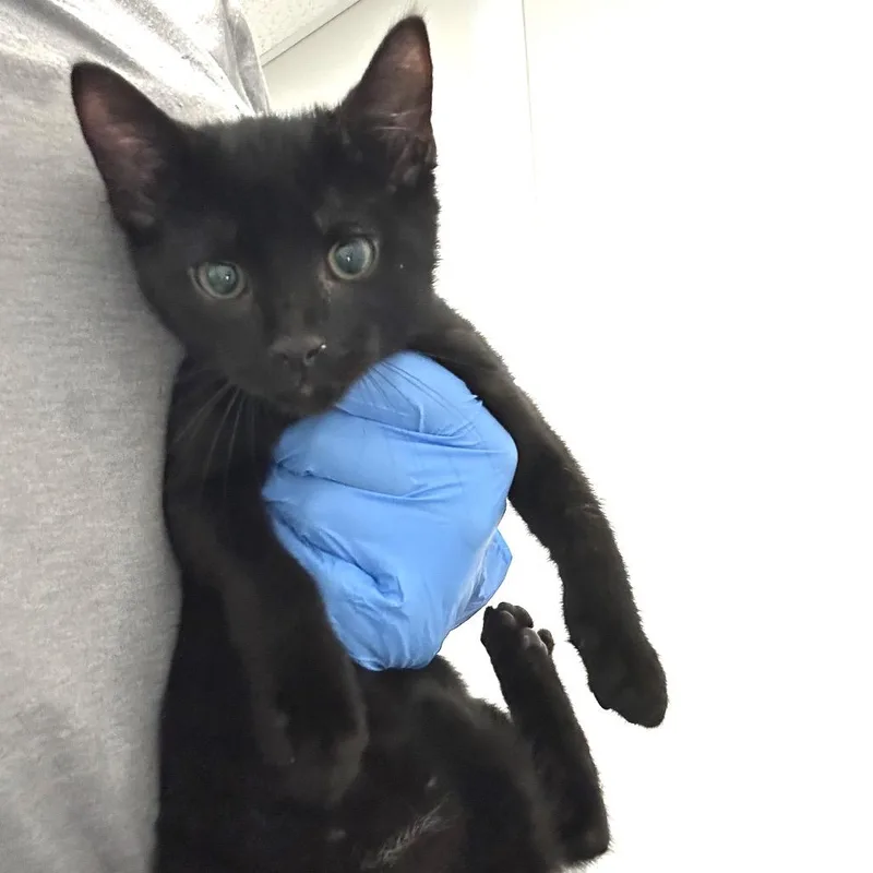 A baby small-sized male Black Domestic Short Hair cat named Puma for adoption in Concord, NC