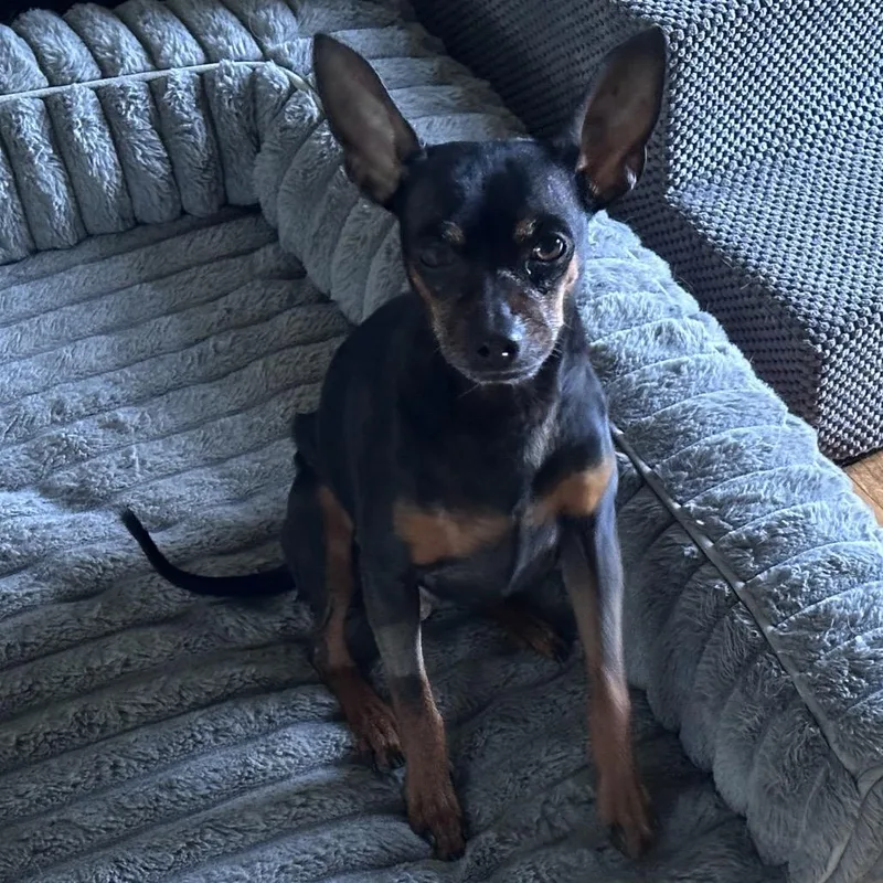 A senior small-sized male Black Miniature Pinscher dog named Kaz for adoption in Brockton, MA