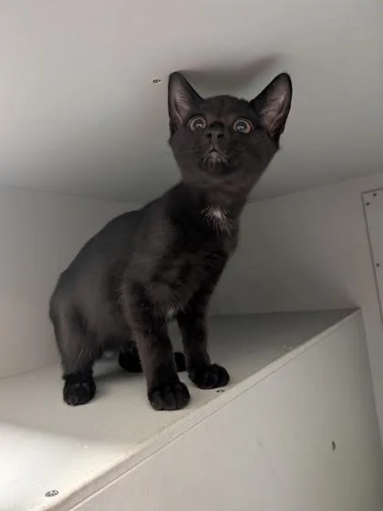 A baby small-sized female Domestic Short Hair cat named Bianca for adoption in Louisburg, NC