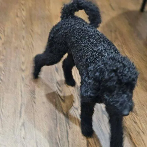 A baby small-sized female Black Bernedoodle dog named Mueca for adoption in Twin lakes, WI