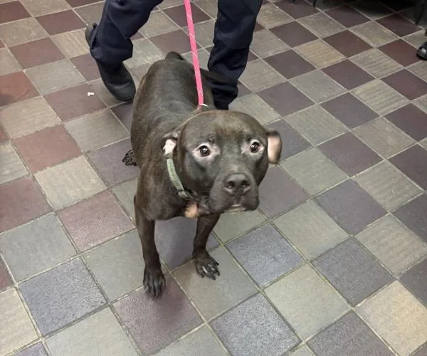 An adult medium-sized male Mixed Breed dog named Blackberry Cobbler for adoption in New York, NY